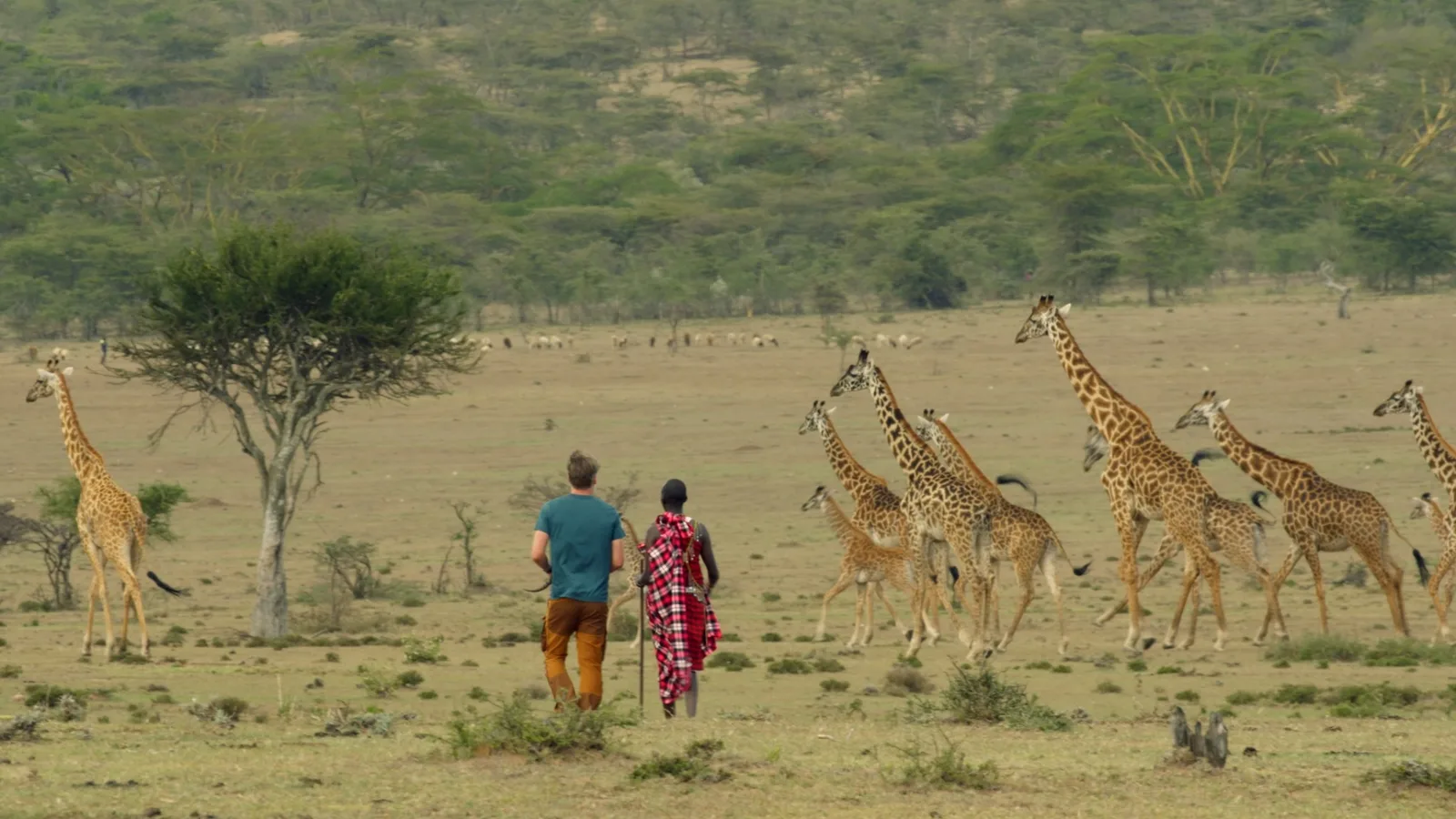 Nikolaj Coster-Waldau walking among giraffes in Kenya